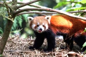 Zoological-Park-Darjeeling